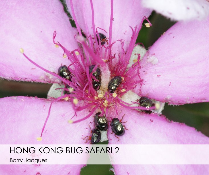 View Hong Kong Bug Safari by Barry Jacques