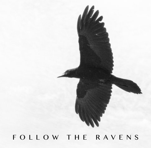 View Follow The Ravens by Brian Kaufman