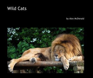 Wild Cats book cover