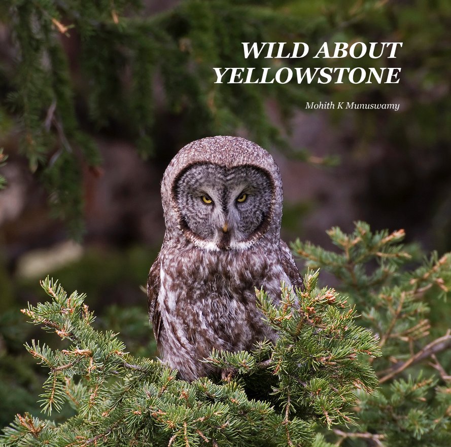 View WILD ABOUT YELLOWSTONE by Mohith K Munuswamy