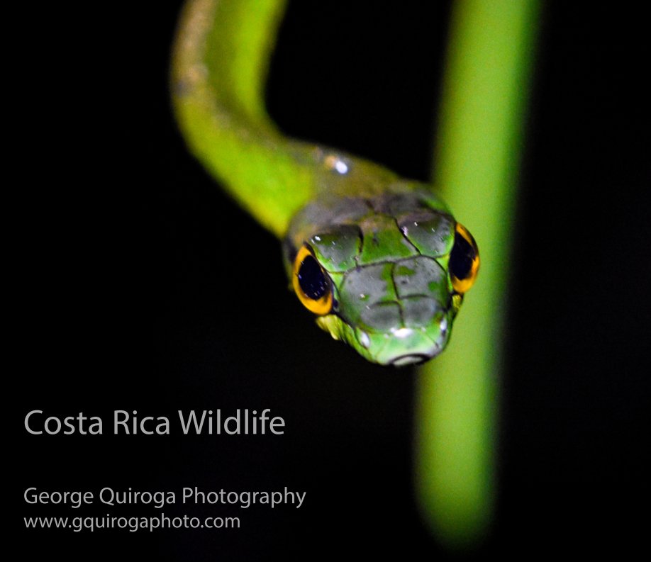 View Costa Rica Wildlife by George Quiroga