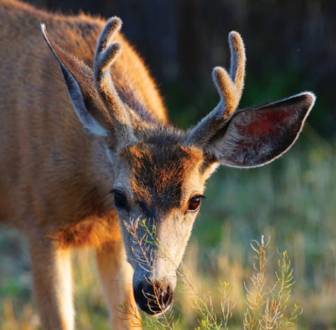 View Rocky Mountain Mule Deer by Jordan Wunderlich