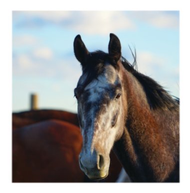 Equine Portraiture - Large Premium Photography Book book cover