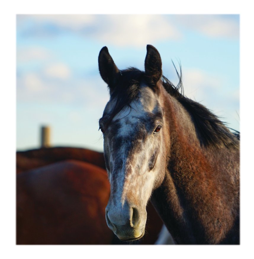 Ver Equine Portraiture - Large Premium Photography Book por Jordan Wunderlich