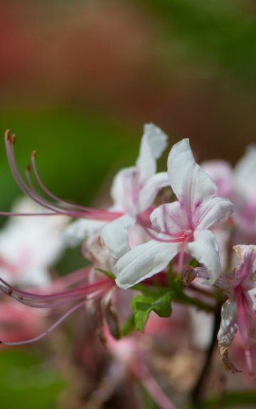 Notebook - Rhododendrons nach Joanne Mason Photography anzeigen