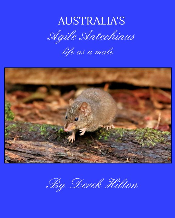 View life as a Male Agile Antechinus by Derek Hilton