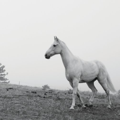 View Equine Portraiture - Petite Volume One by Jordan Wunderlich