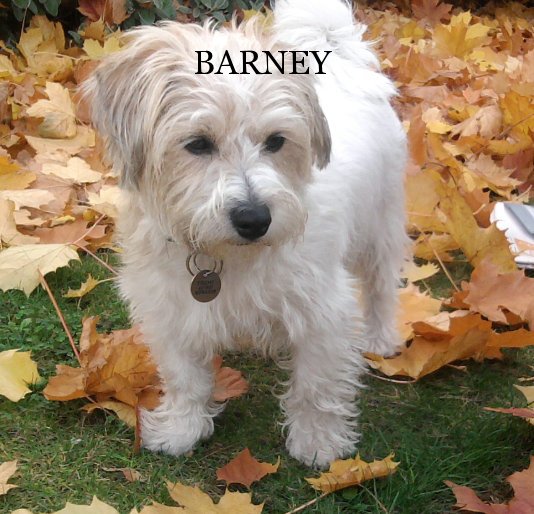 View BARNEY by Sue Trehy