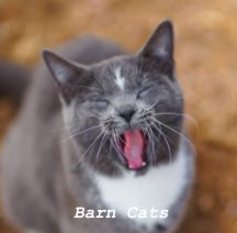 Colorado Barn Cats - Skunk and Chauncey Premium Photography Book book cover