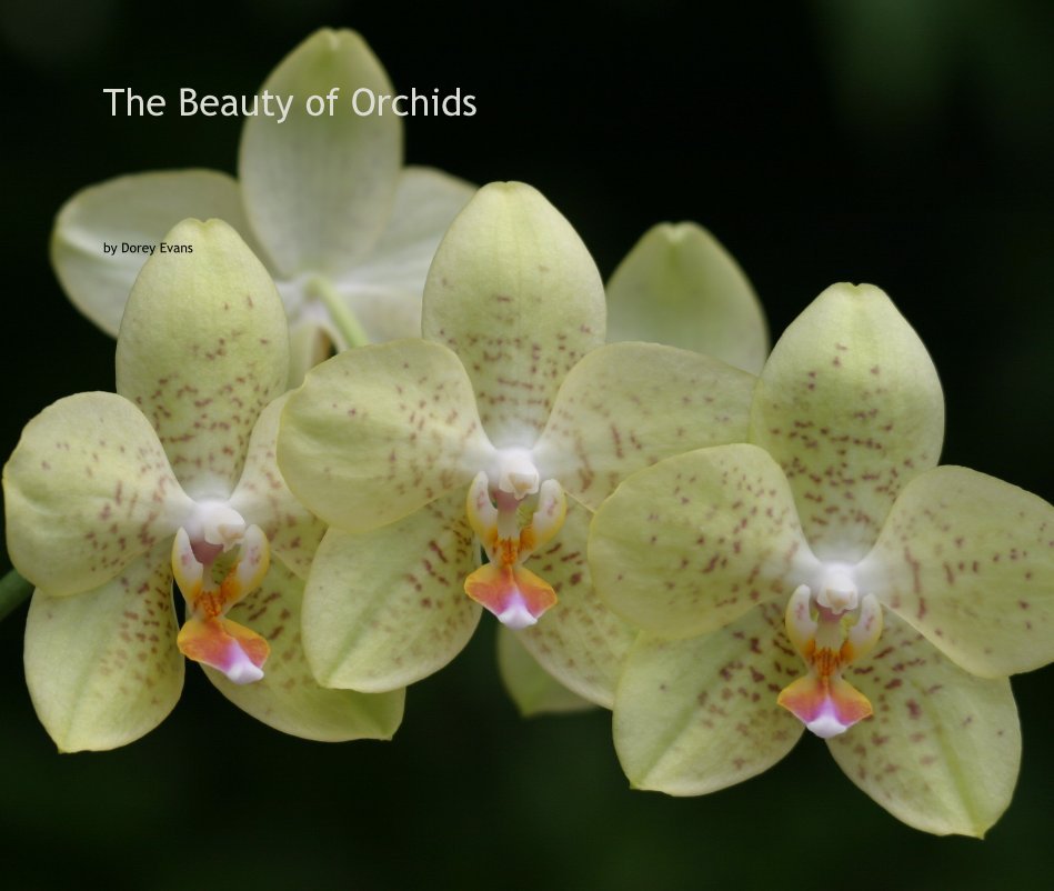 View The Beauty of Orchids by Dorey Evans