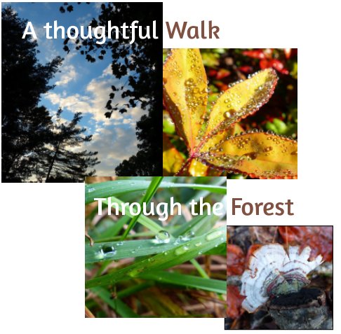 View A Thoughtful Walk Through the Forest by Donna Bell
