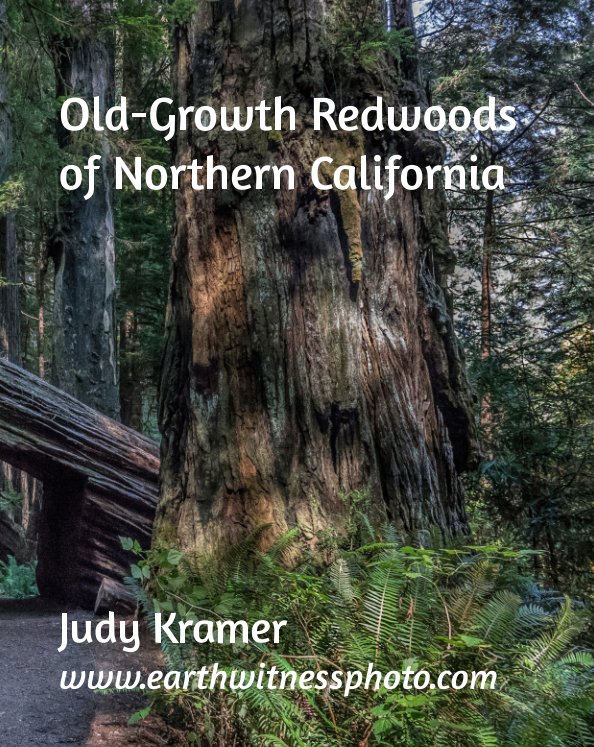 View Old-Growth Redwoods of Northern California by Judy Kramer