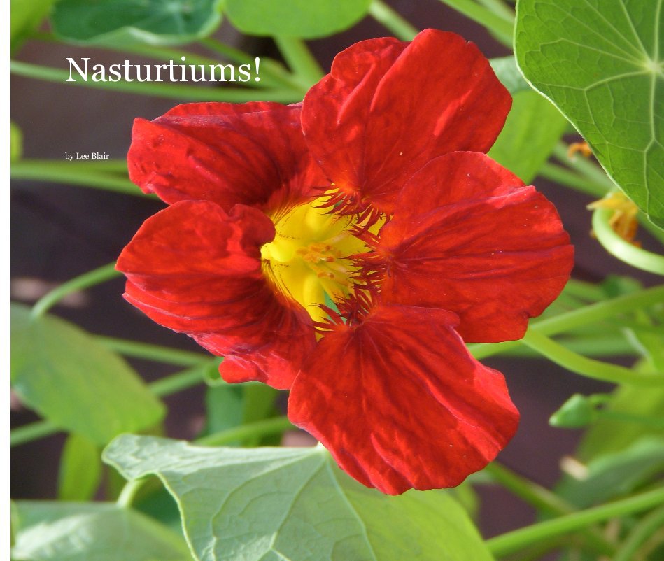 View Nasturtiums! by Lee Blair