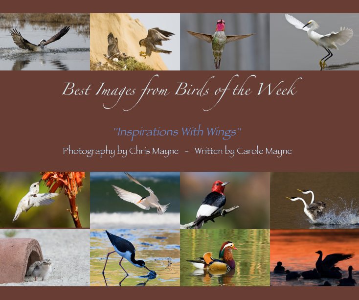 View Best Images from Birds of the Week by Photography by Chris Mayne - Written by Carole Mayne