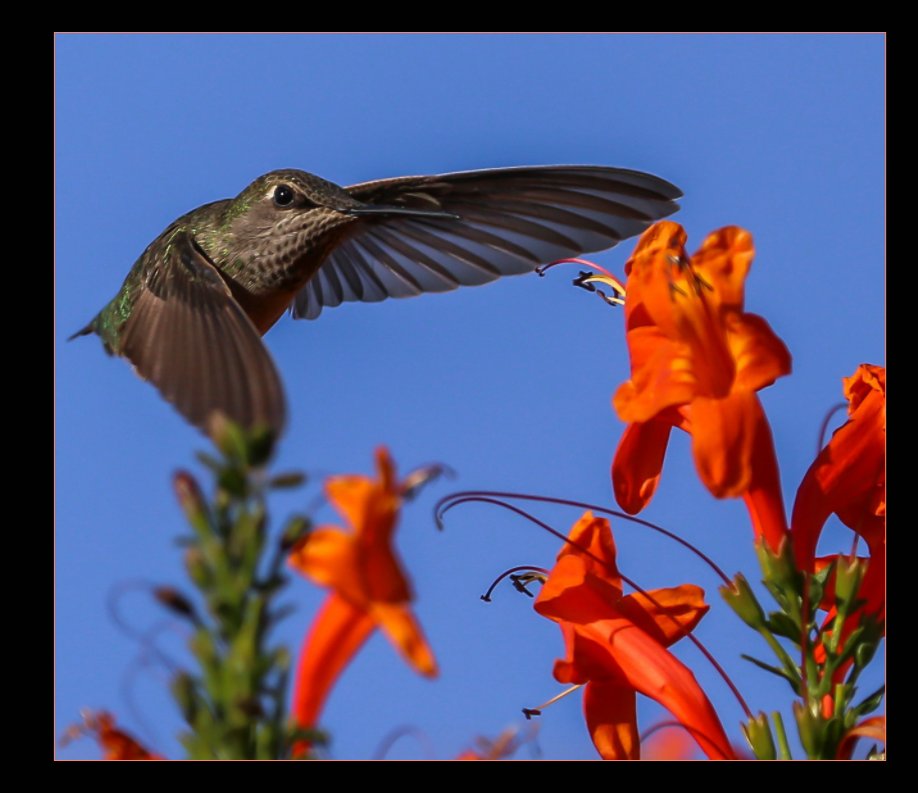 Ver Volume 2 HUMMINGBIRDS ONLY por Ted W. Schaffer