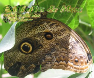 Butterflies & More book cover