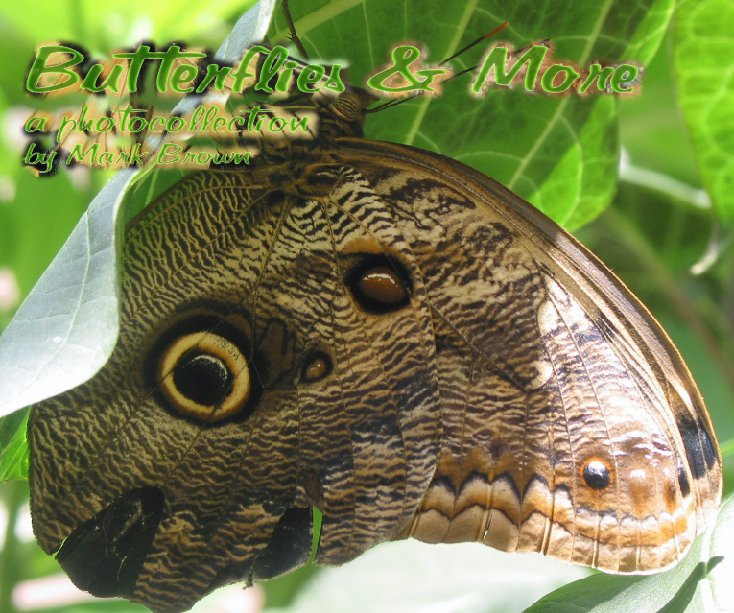 View Butterflies & More by Mark Brown