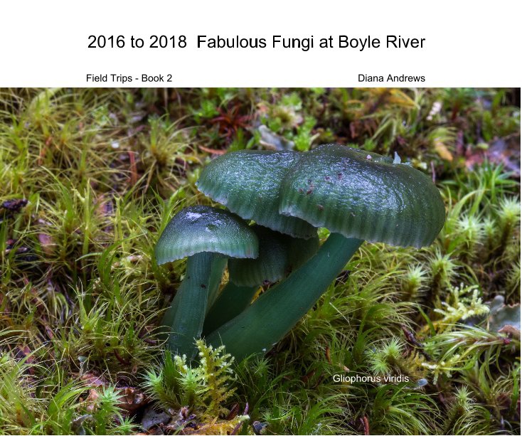 2016 to 2018 Fabulous Fungi at Boyle River nach Diana Andrews anzeigen