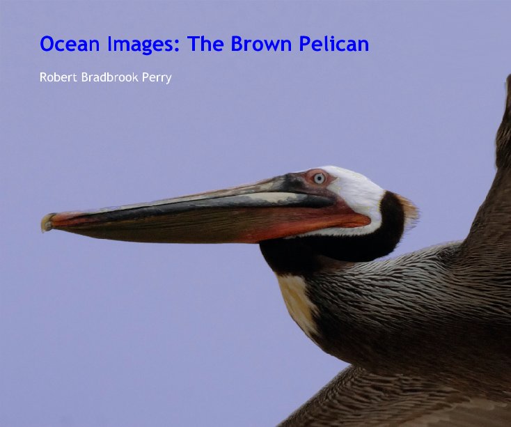 View Ocean Images: The Brown Pelican by Robert Bradbrook Perry
