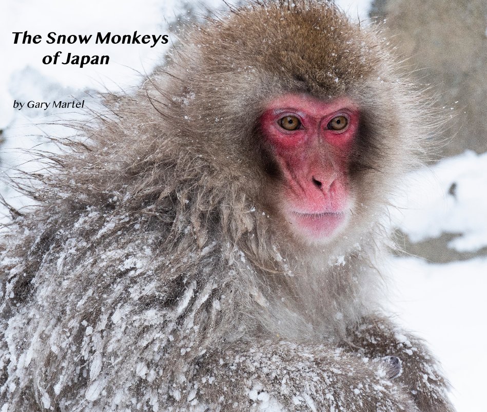 View The Snow Monkeys of Japan by Gary Martel