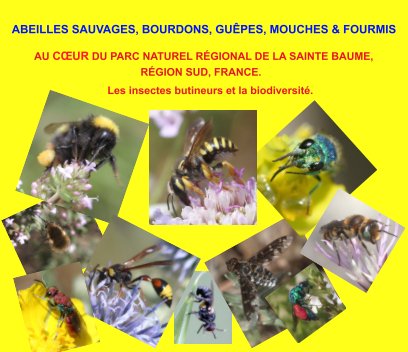 Abeilles sauvages, bourdons, guêpes, mouches et fourmis, au coeur du Parc Naturel Régional de la Sainte Baume,  France. book cover