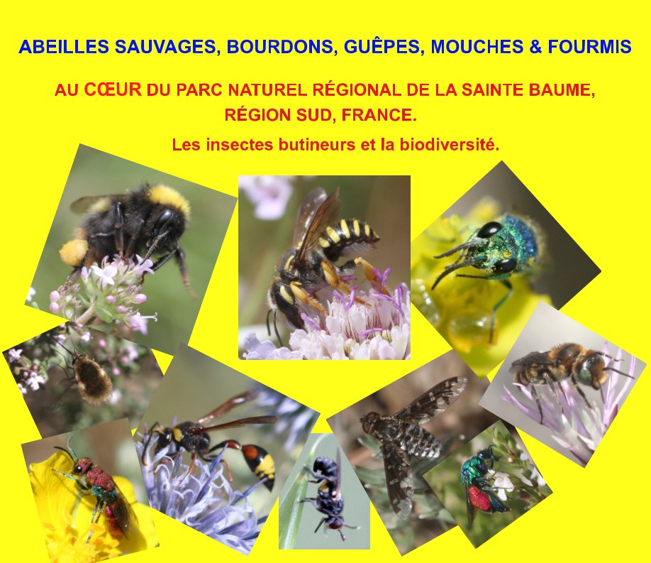 View Abeilles sauvages, bourdons, guêpes, mouches et fourmis, au coeur du Parc Naturel Régional de la Sainte Baume,  France. by Martine Julien.
