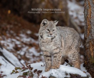 Wildlife Impressions Photography | Robert Lynn Rosenthal book cover