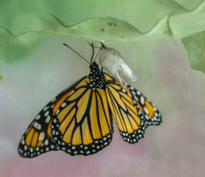 The Monarch and the Milkweed book cover