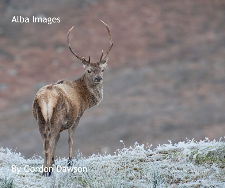 View Alba Images By Gordon Dawson Red Deer Stag, Glen Cannich by Gordon Dawson