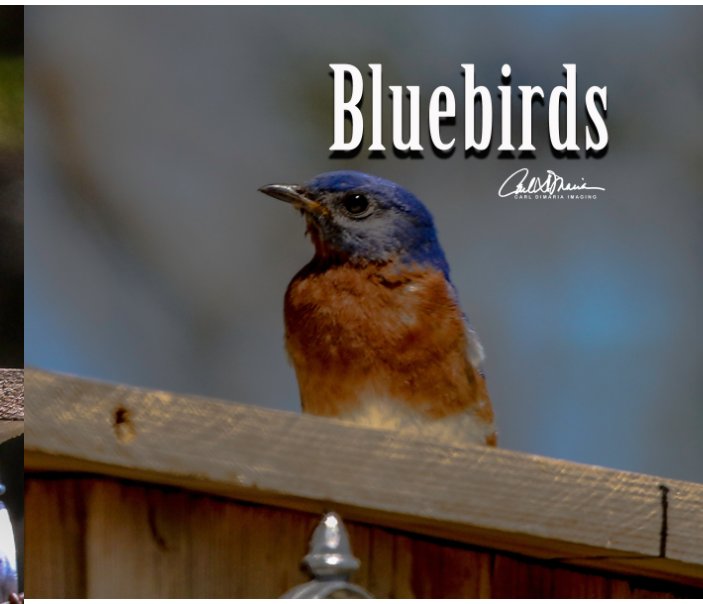 View Bluebirds by Carl DiMaria