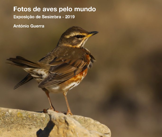 Visualizza Fotos de aves pelo mundo di António Guerra