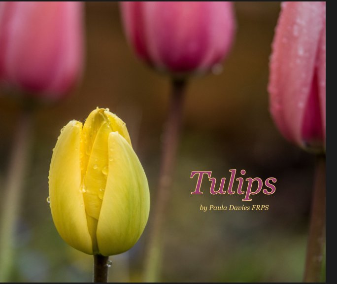Bekijk Tulips op Paula Davies FRPS