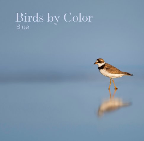 View Birds by Color - Blue by Ray Hennessy