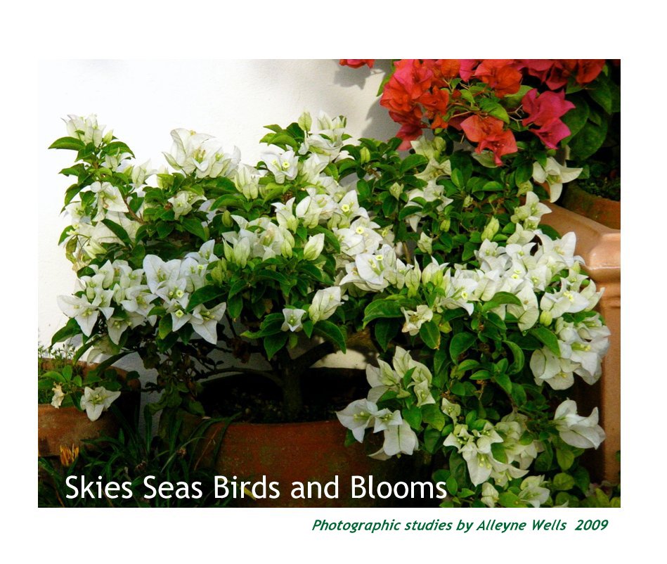 View Skies Seas Birds and Blooms by Photographic studies by Alleyne Wells 2009