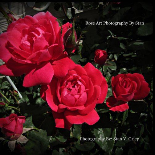 View Rose Art Photography By Stan by Stan V Griep, Master Rosarian