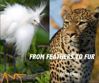 FROM FEATHERS TO FUR book cover