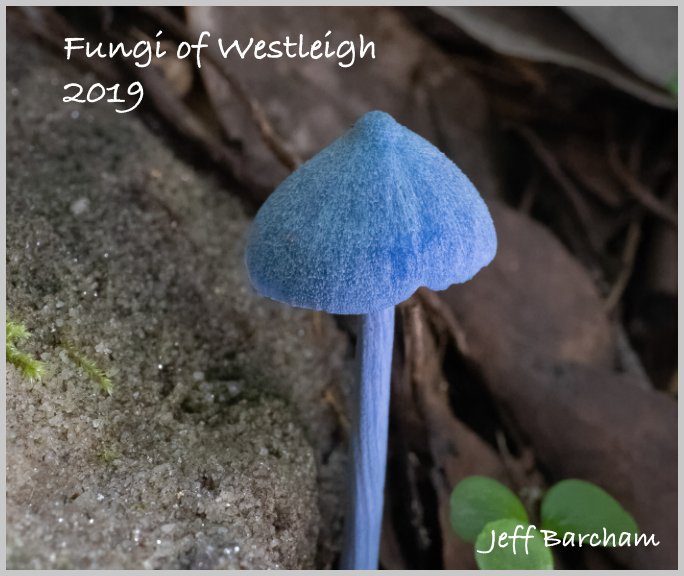 View Fungi of Westleigh 2019 by Jeff Barcham