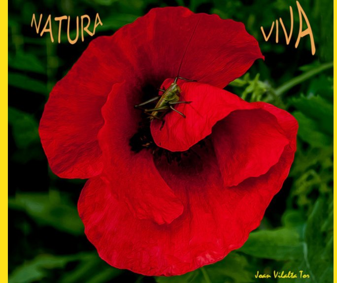 View Natura Viva by JOAN VILALTA TOR