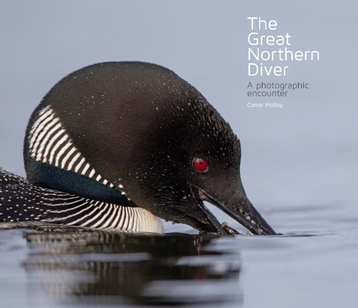 View The Great Northern Diver by Conor Molloy