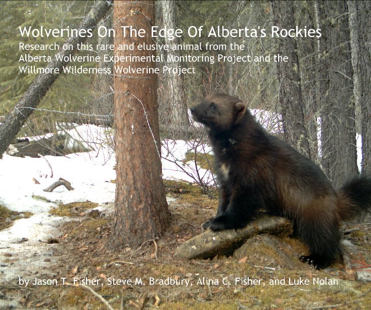 View Wolverines On The Edge Of Alberta's Rockies by Jason T. Fisher, Steve M. Bradbury, Alina C. Fisher, and Luke Nolan