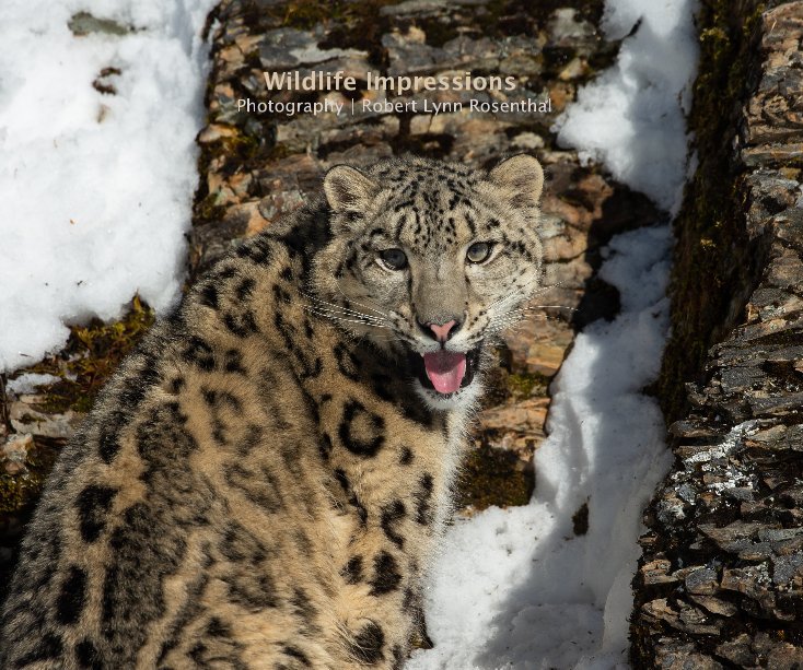 View Wildlife Impressions Photography | Robert Lynn Rosenthal by Robert Lynn Rosenthal