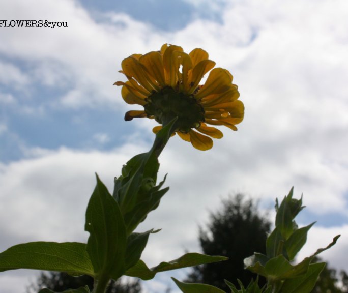 FLOWERS and you by Keegan Kelso Blurb Books