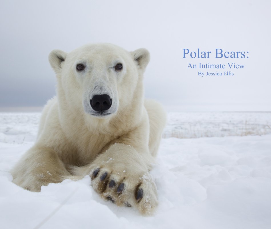 View Polar Bears by Jessica Ellis
