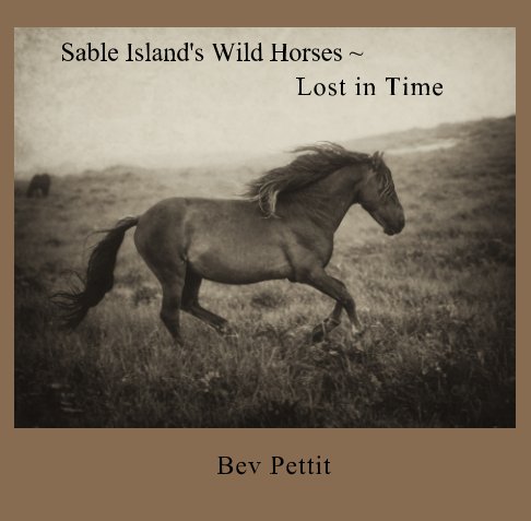 View Sable Island's Wild Horses by Bev Pettit