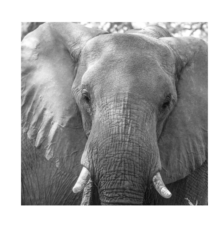 View Okavango in Monochrome by Guy Fleischer