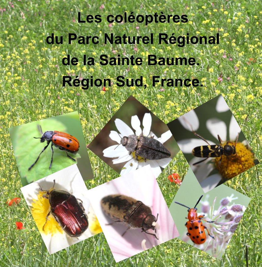 Les Coléoptères du Parc Naturel Régional de la Sainte Baume. Région Sud. France. nach Martine JULIEN anzeigen
