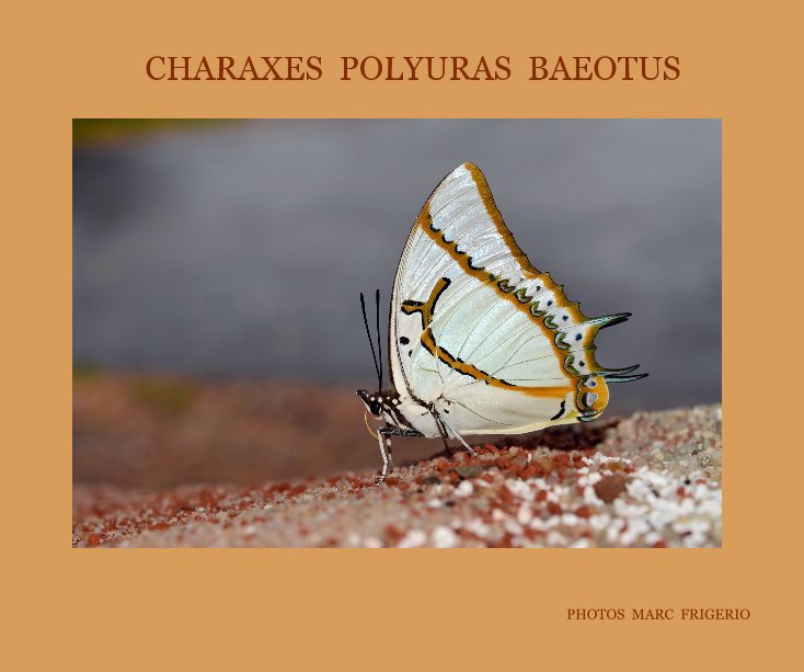 Bekijk Charaxes polyuras baeotus op Frigerio Marc