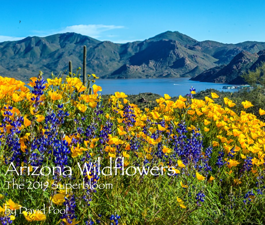 Ver Arizona Wildflowers por David Pool Photography