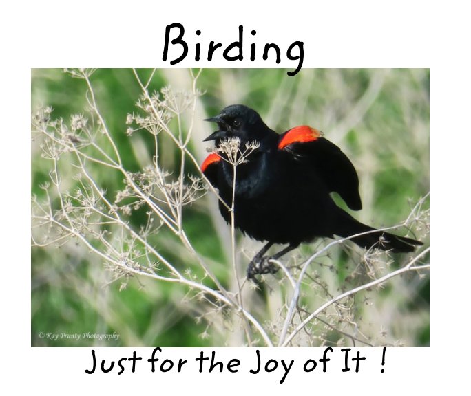 View Birding: Just for the Joy of it by Kay J. Prunty