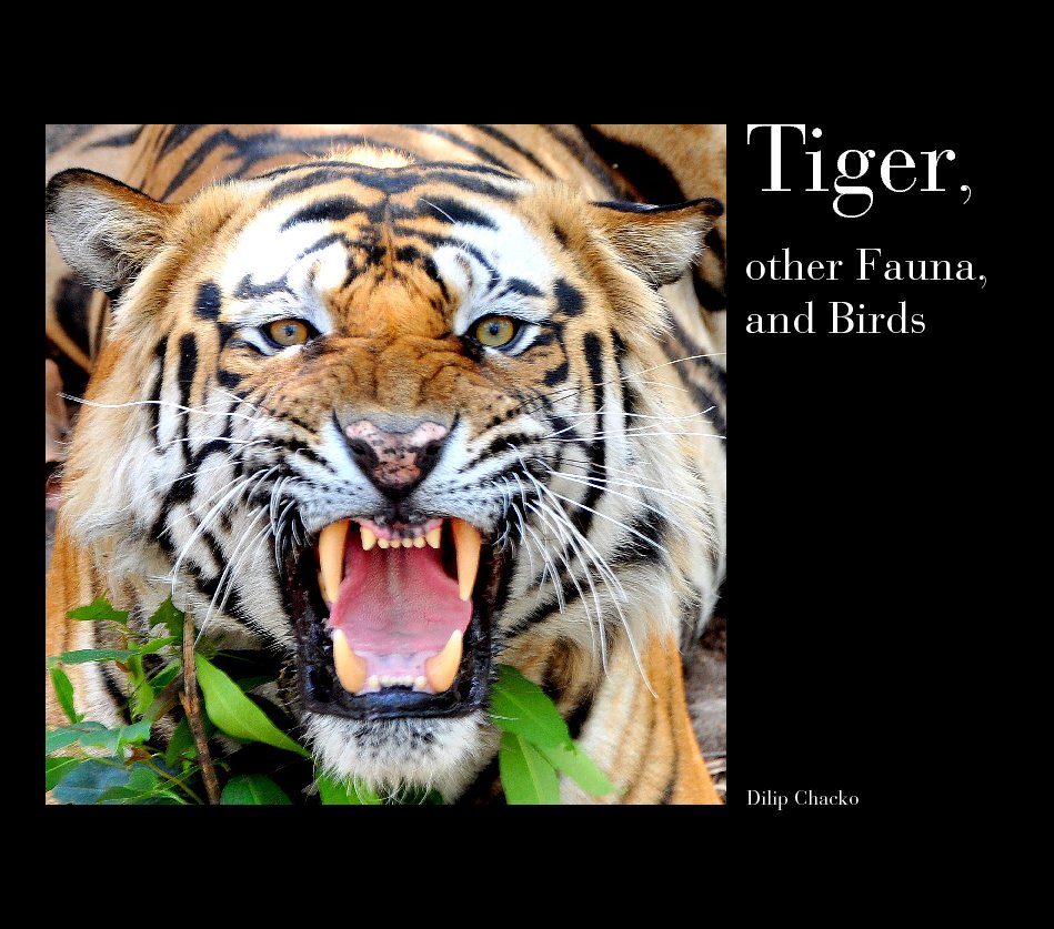View Tiger, other Fauna, and Birds by Dilip Chacko